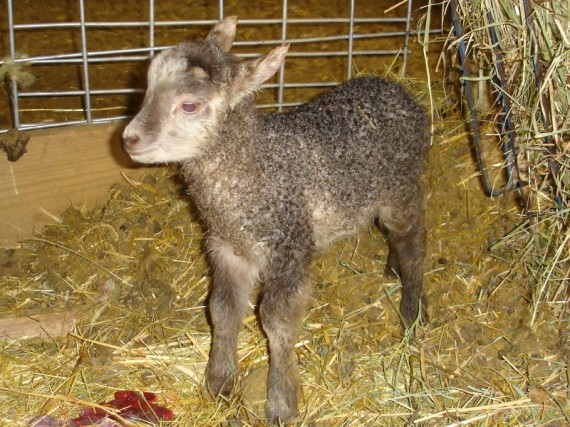 Nugget 2009 tw ram lamb