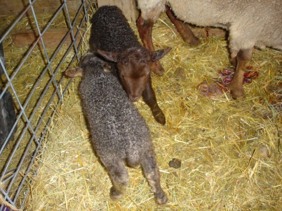 Nuggets twin lambs