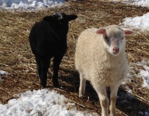 Shetland X twins - black ram and white ewe lambs